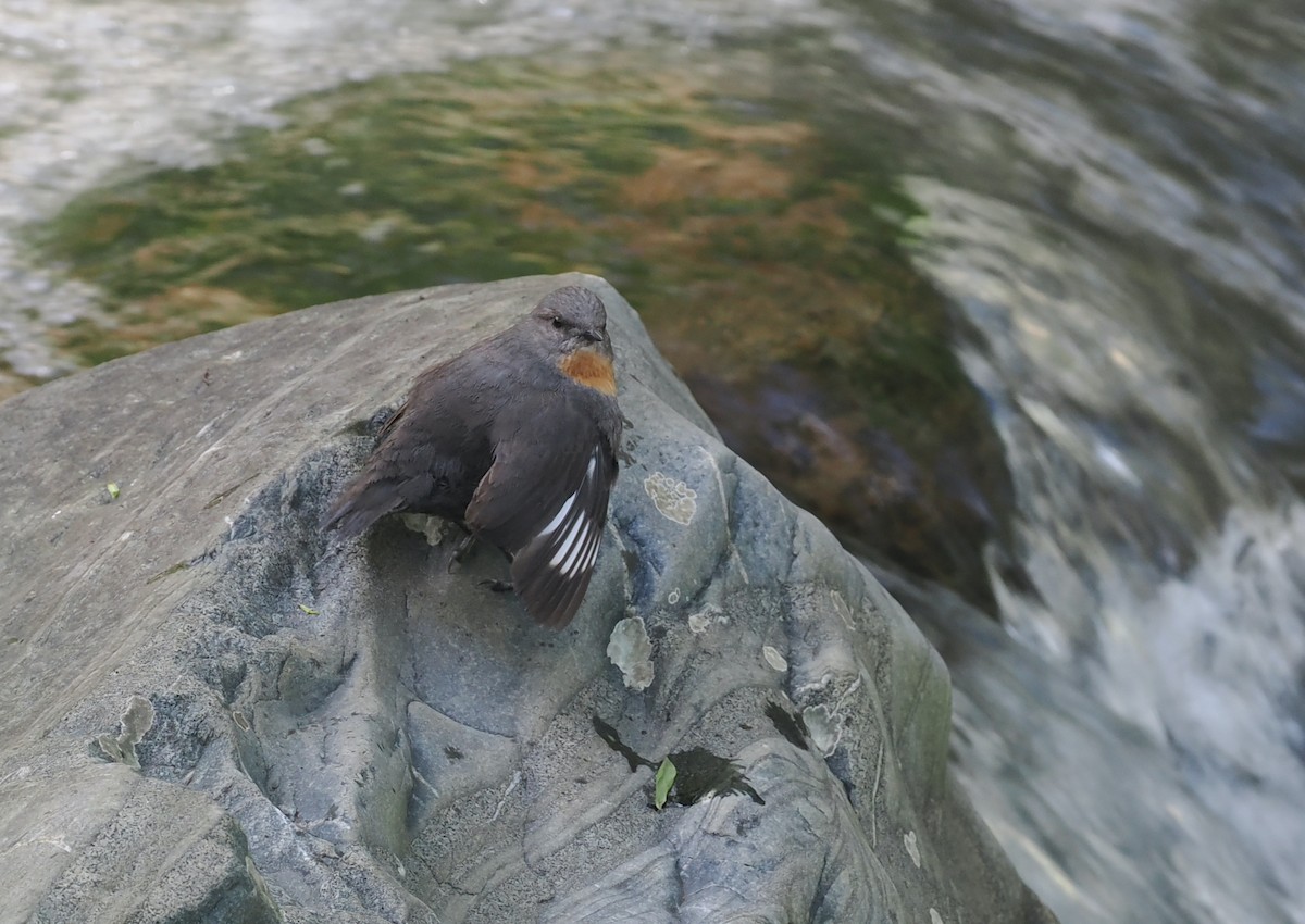 Rufous-throated Dipper - ML628990550