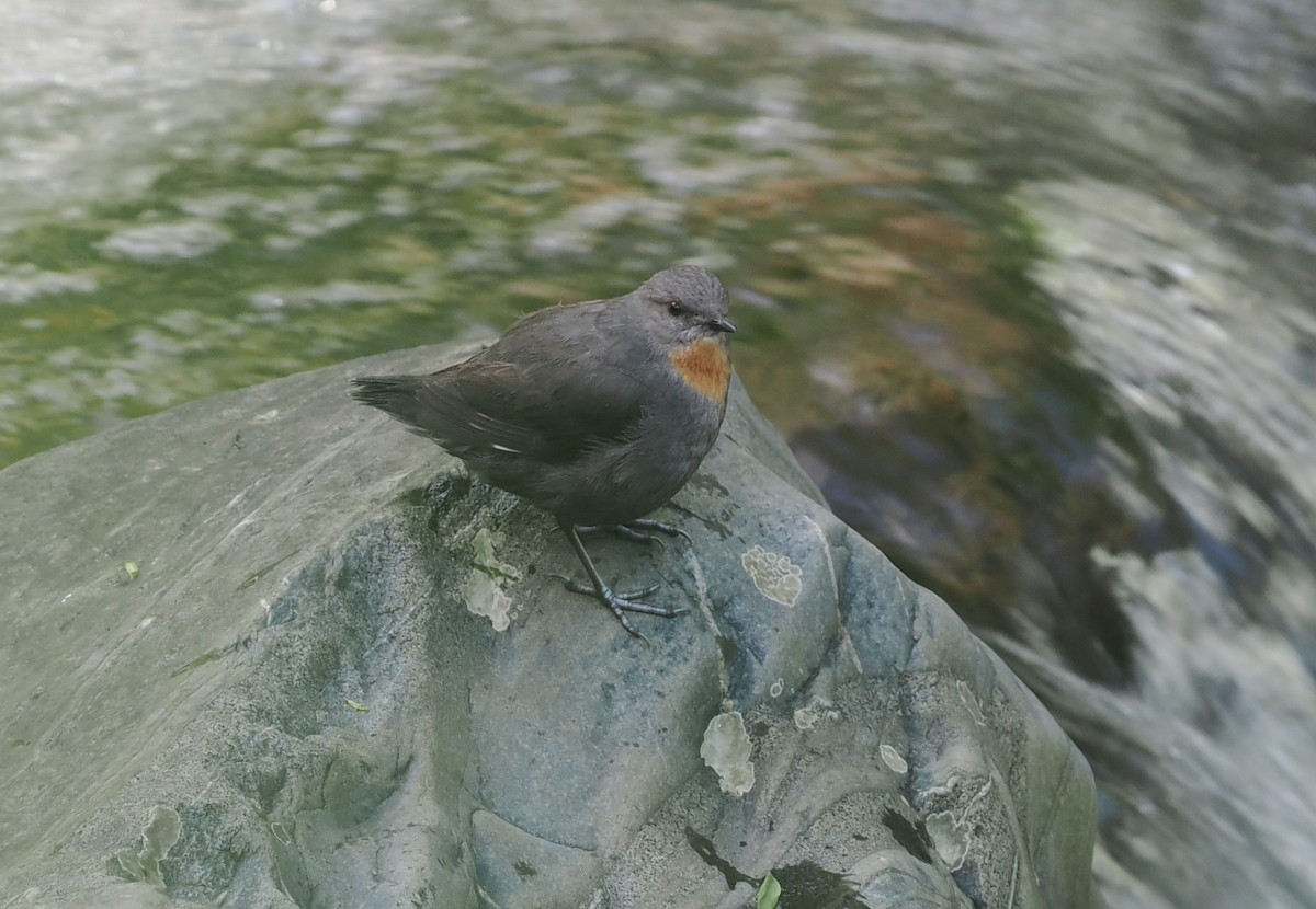 Rufous-throated Dipper - ML628990616