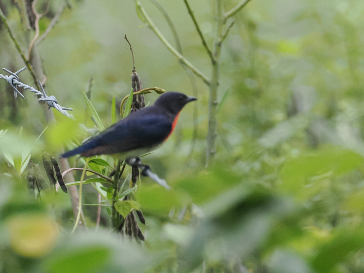 Mistletoebird - ML628990660