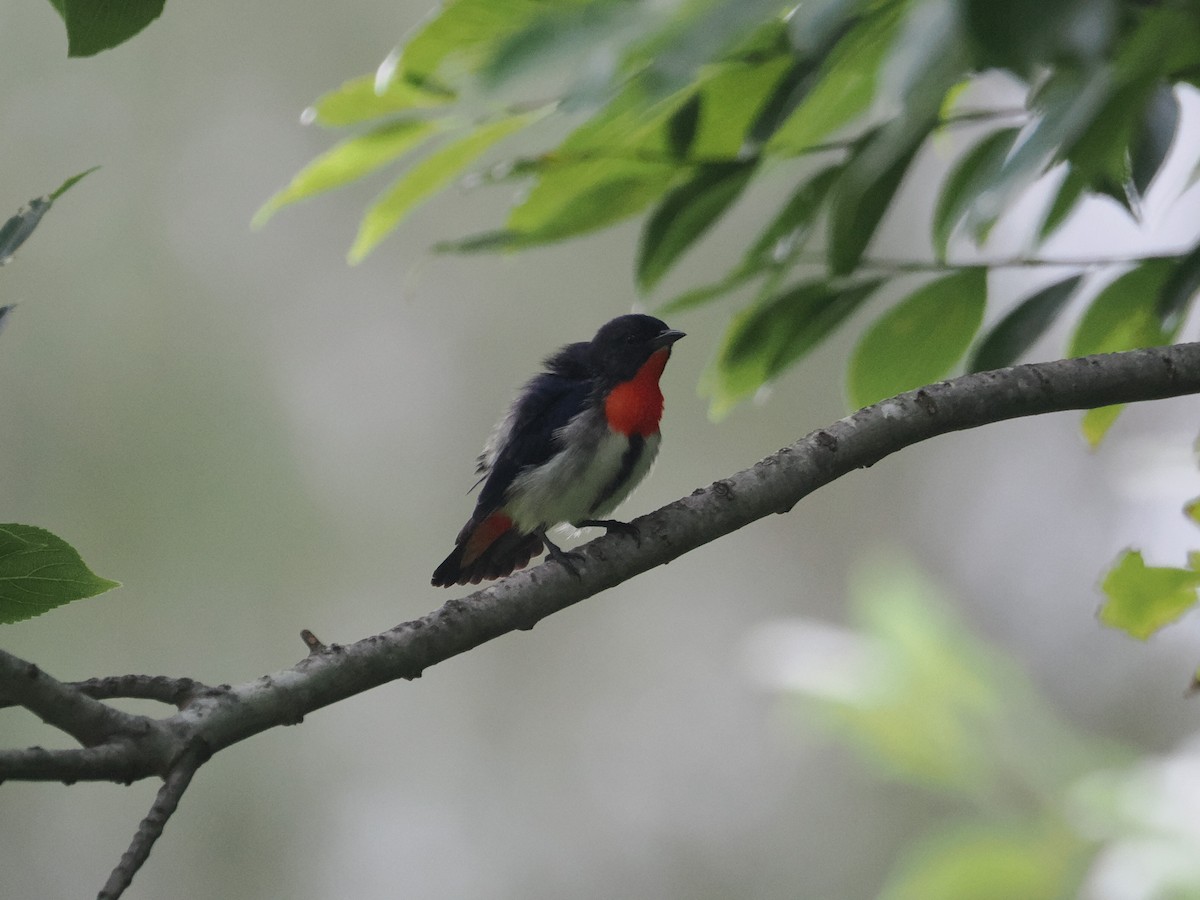 Mistletoebird - ML628990662