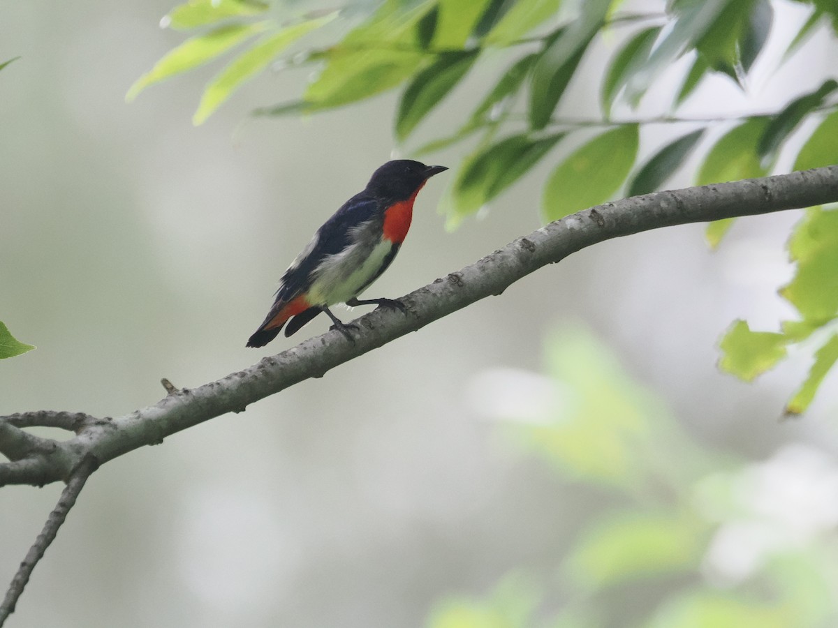 Mistletoebird - ML628990665