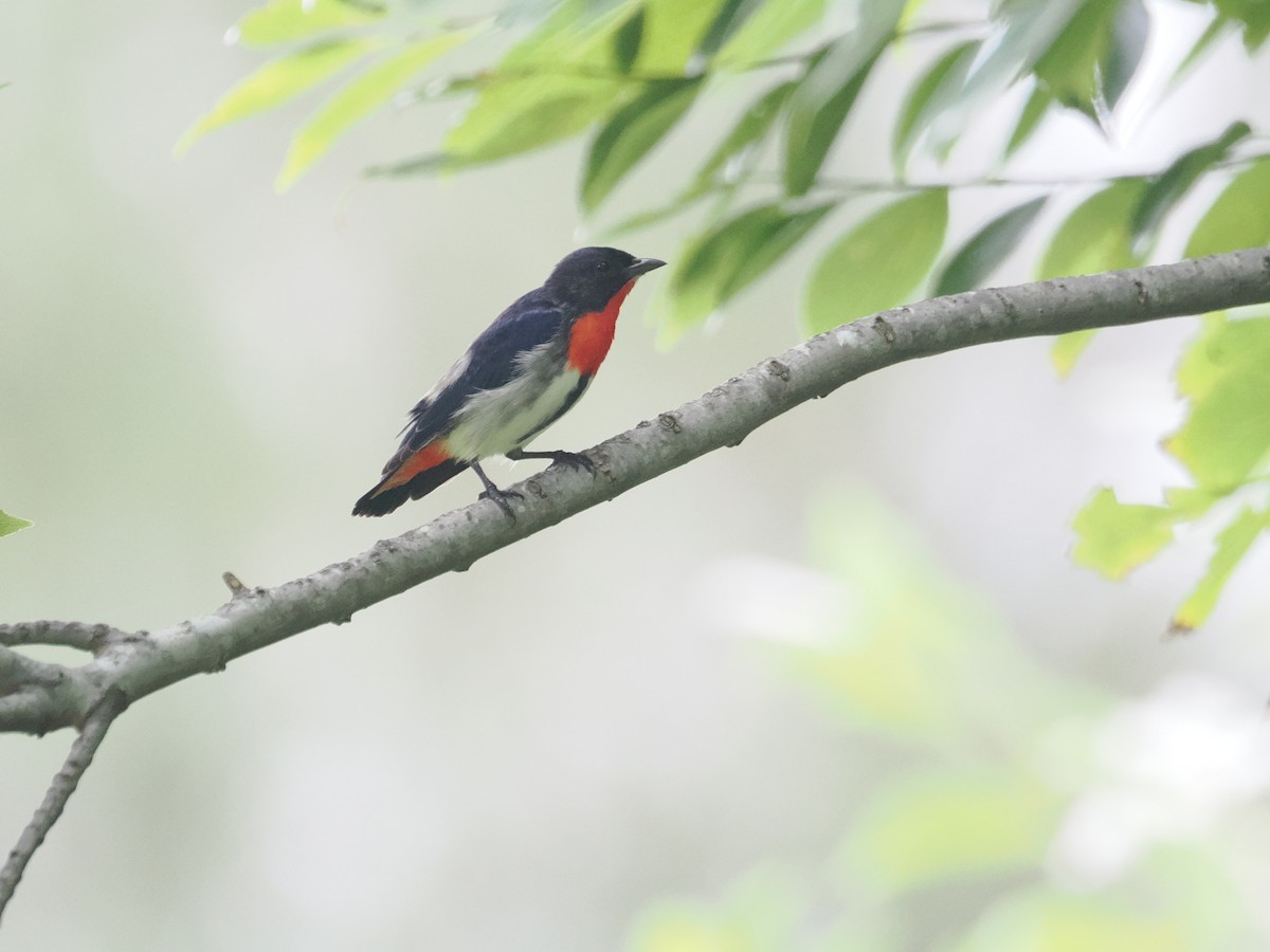 Mistletoebird - ML628990666