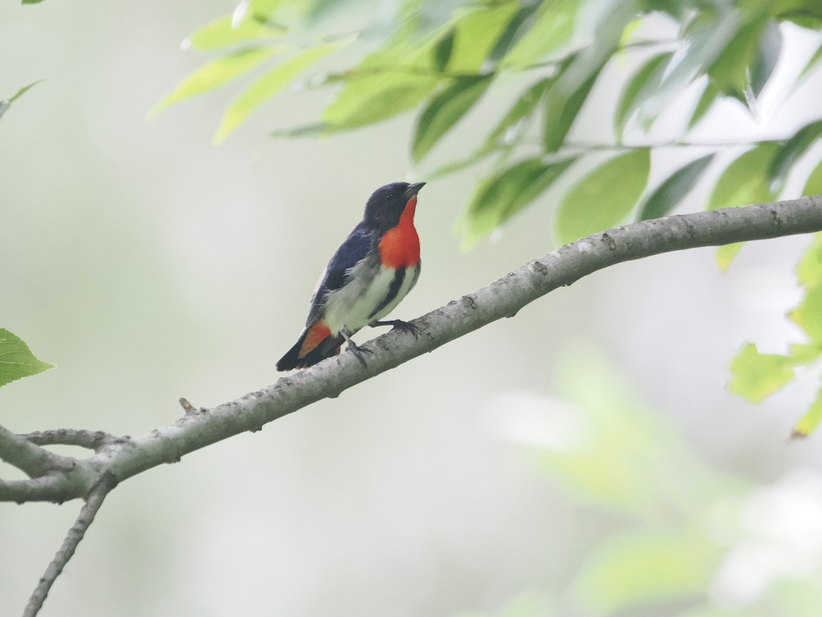 Mistletoebird - ML628990668