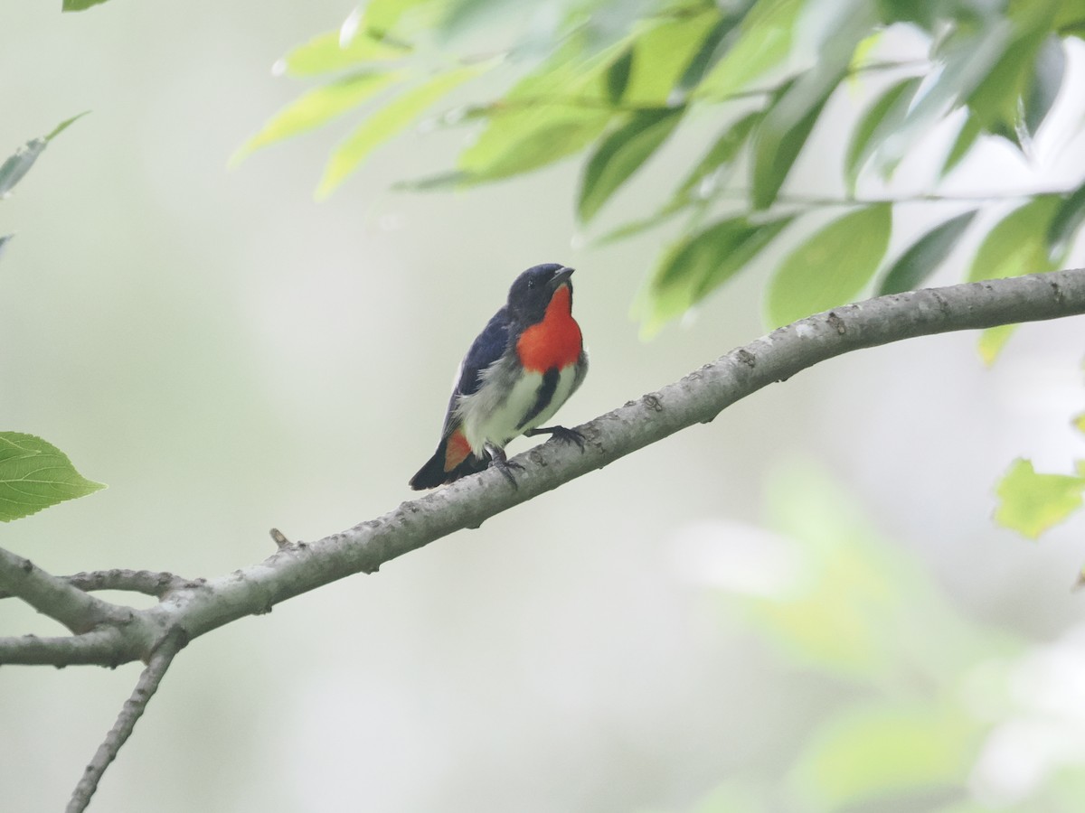 Mistletoebird - ML628990669