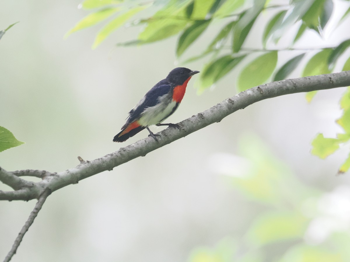 Mistletoebird - ML628990670