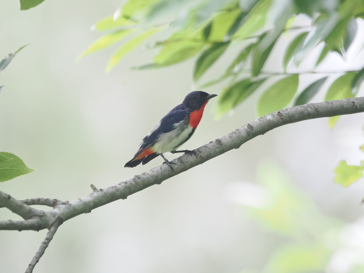 Mistletoebird - ML628990671