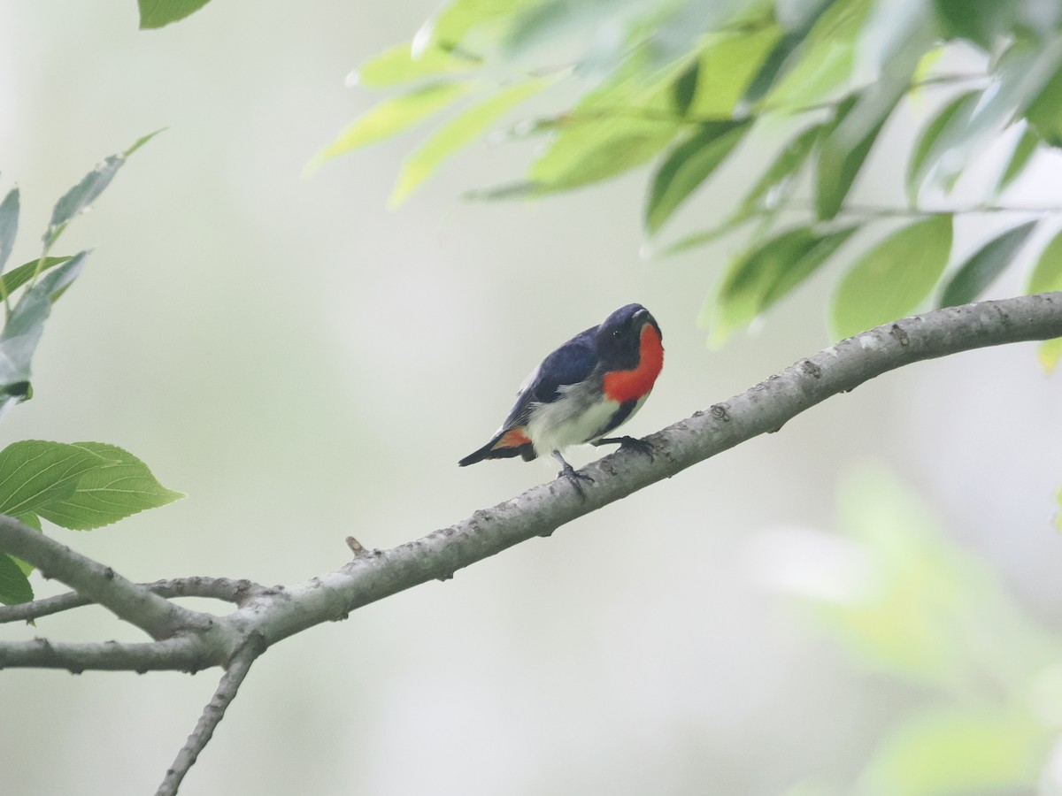 Mistletoebird - ML628990672