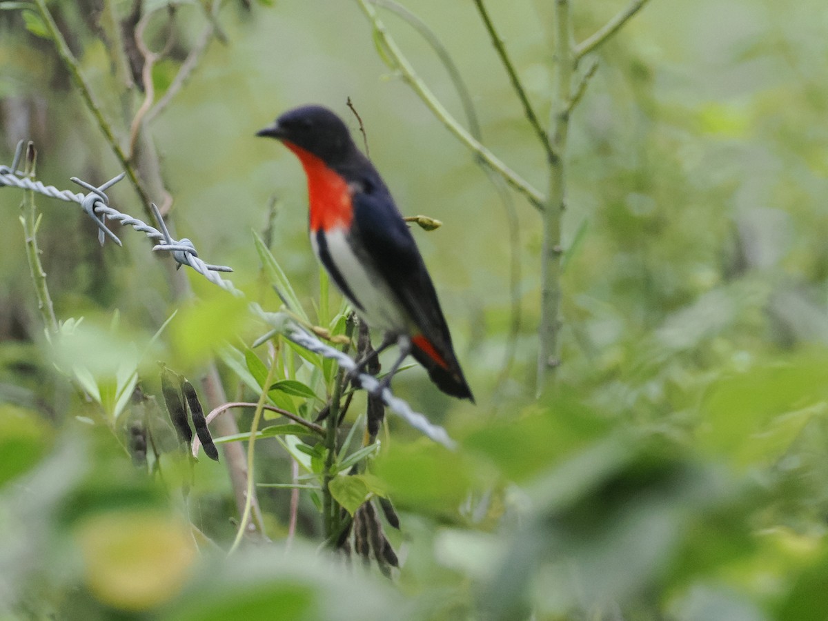 Mistletoebird - ML628990673