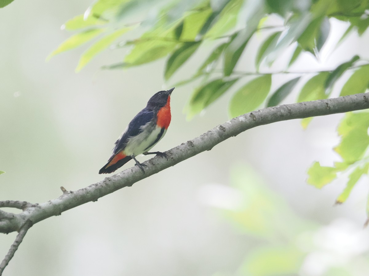 Mistletoebird - ML628990675