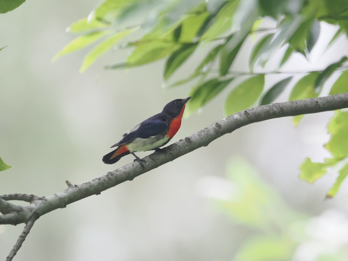 Mistletoebird - ML628990677