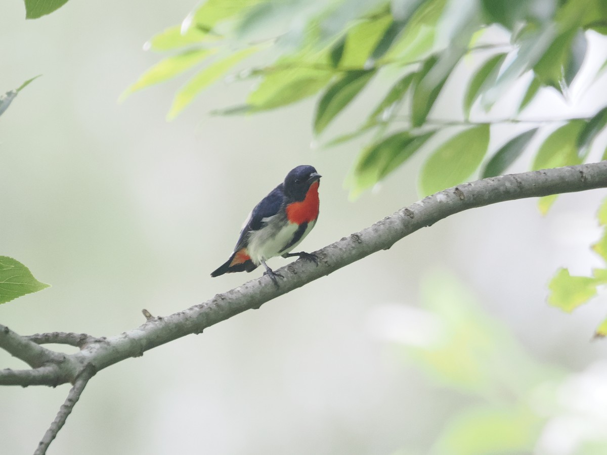 Mistletoebird - ML628990678