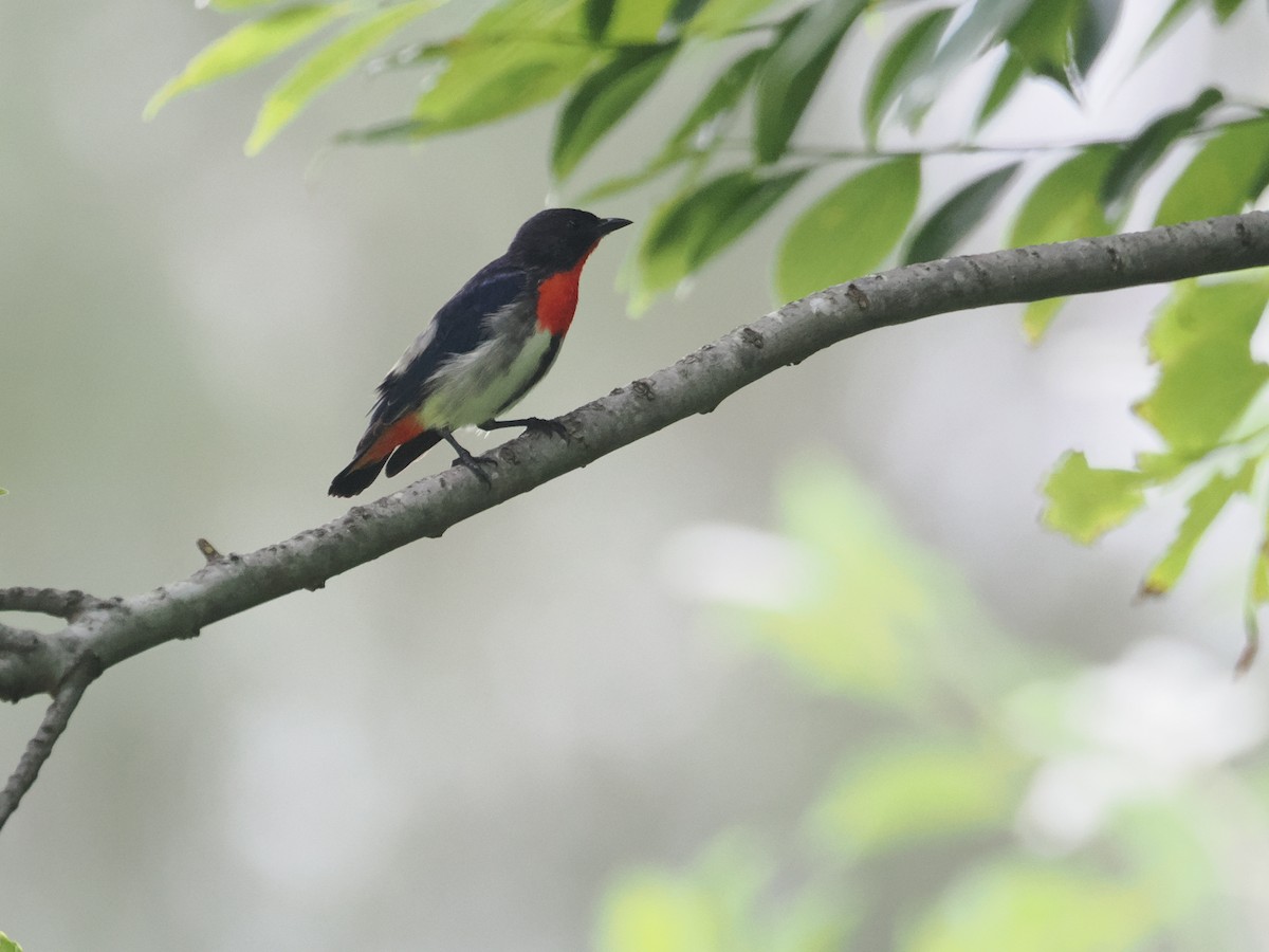 Mistletoebird - ML628990679