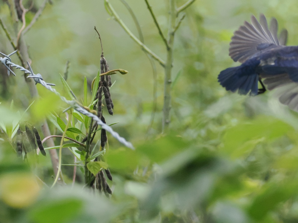 Mistletoebird - ML628990680