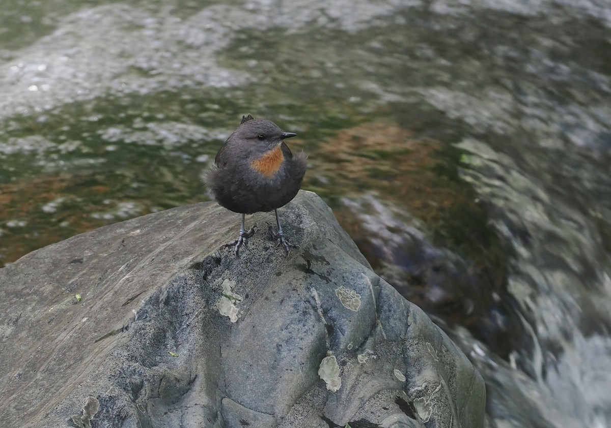 Rufous-throated Dipper - ML628990681