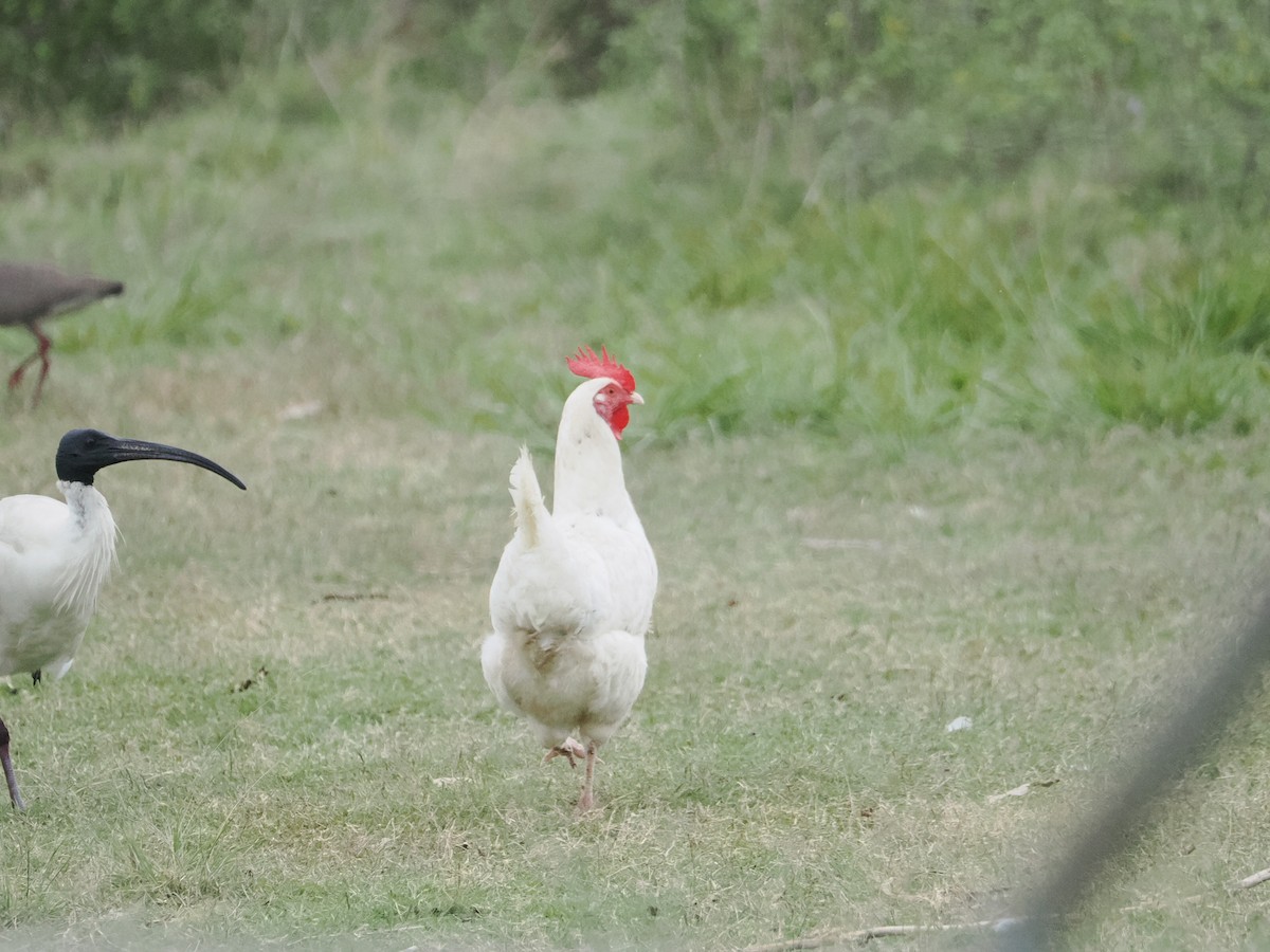 Red Junglefowl (Domestic type) - ML628990688