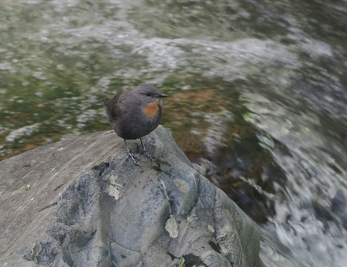 Rufous-throated Dipper - ML628990711