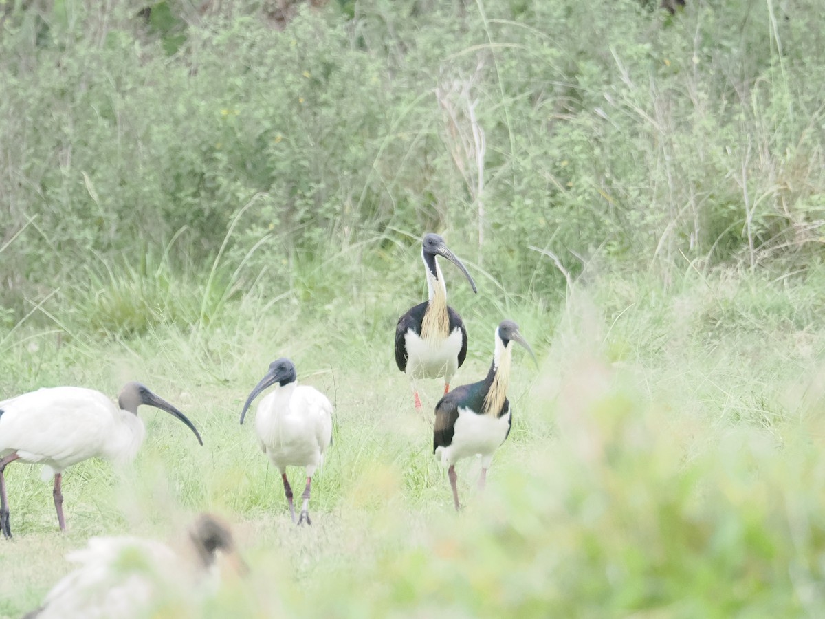 Straw-necked Ibis - ML628990718