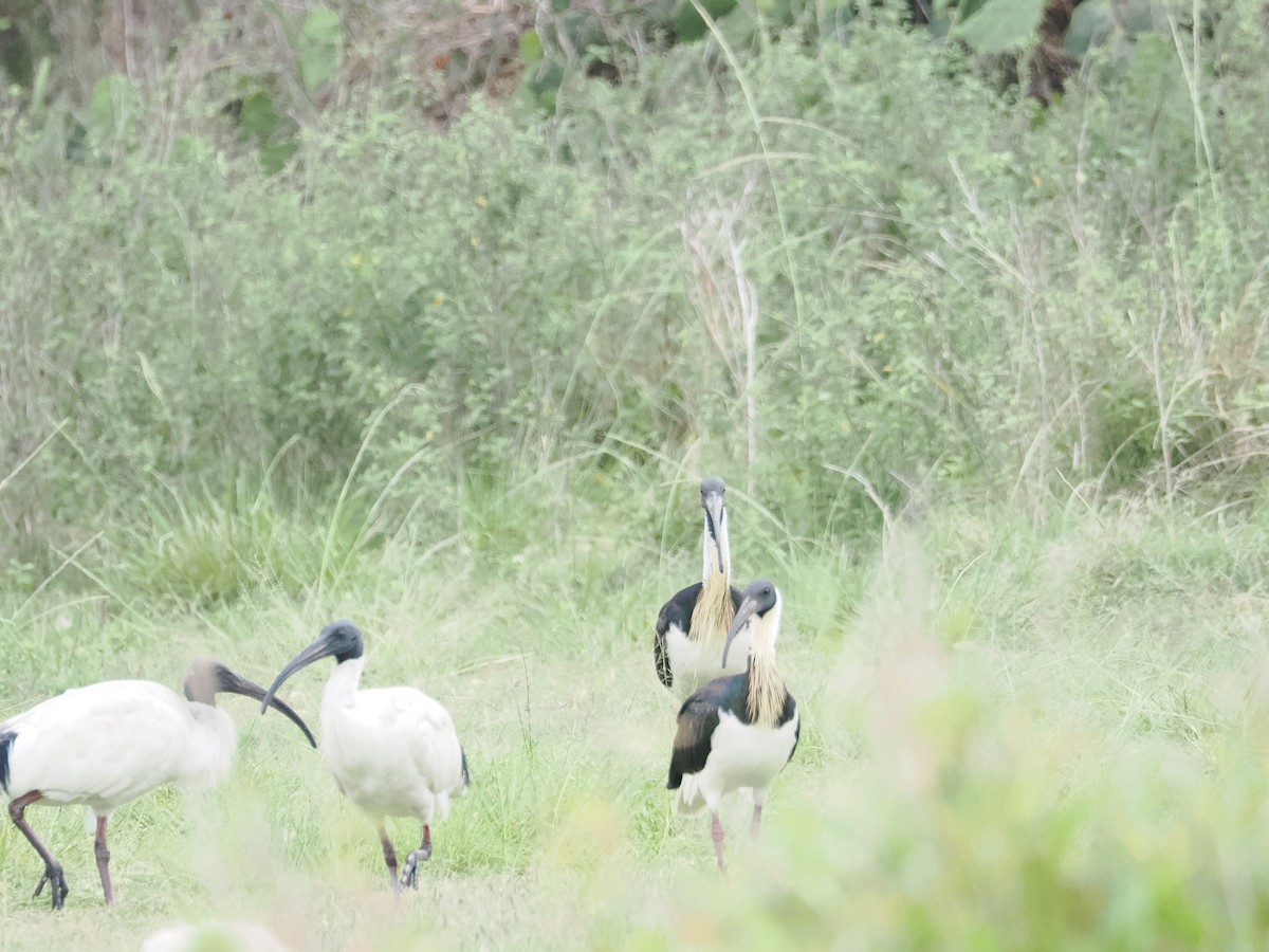 Straw-necked Ibis - ML628990719