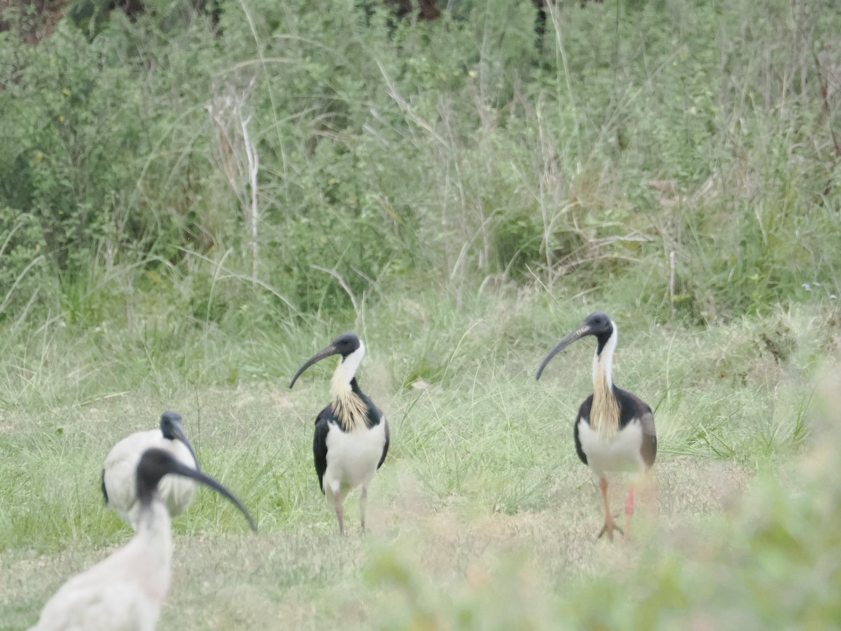 Straw-necked Ibis - ML628990720