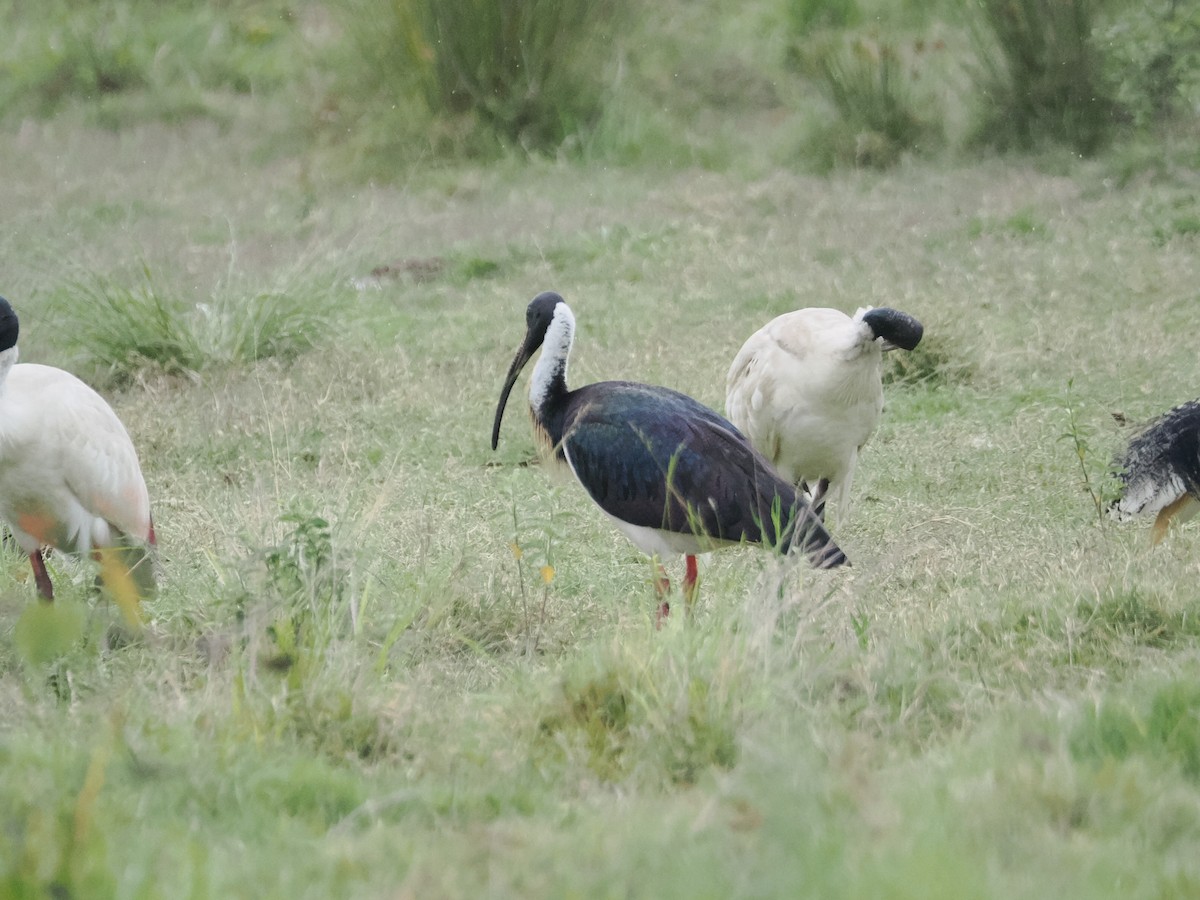 Ibis Tornasolado - ML628990721