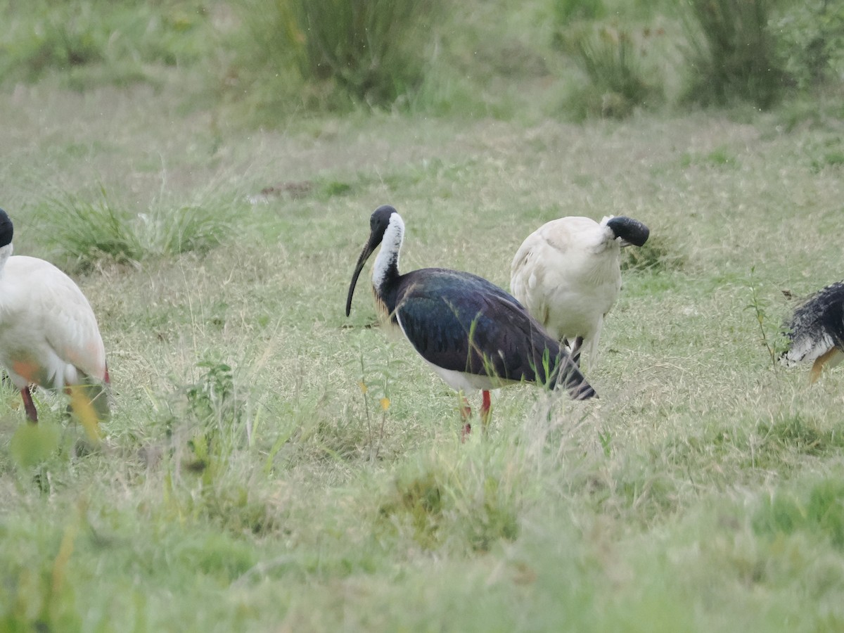 Straw-necked Ibis - ML628990721