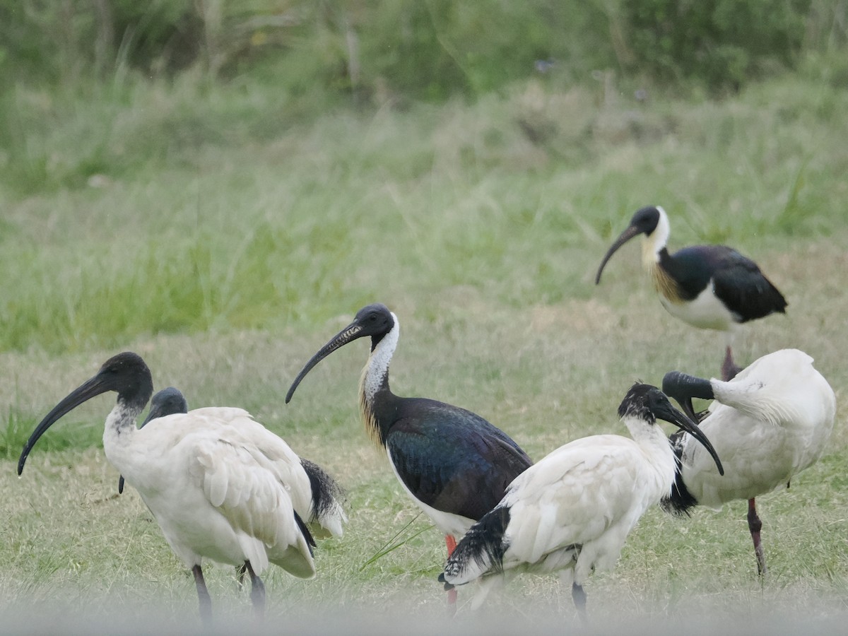 Straw-necked Ibis - ML628990722