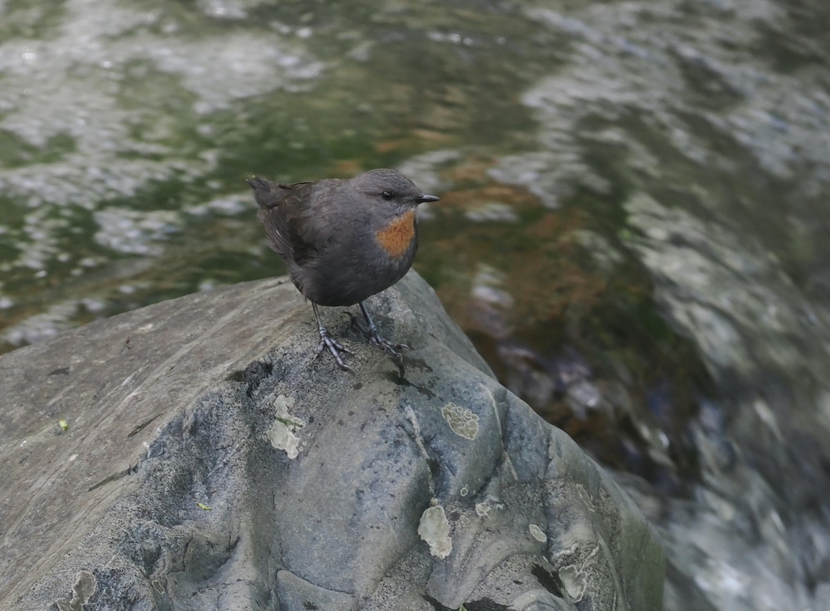 Rufous-throated Dipper - ML628990744