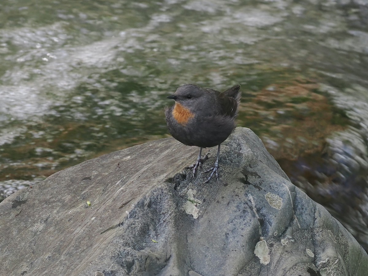 Rufous-throated Dipper - ML628990763