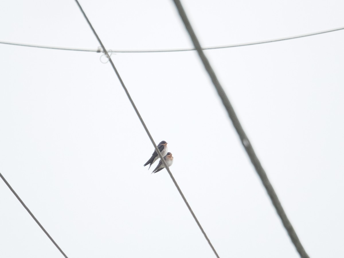 Golondrina Australiana - ML628990768