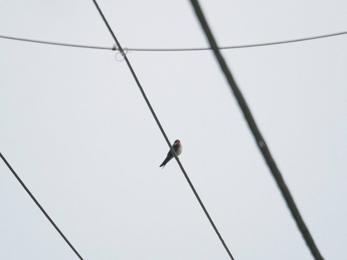 Golondrina Australiana - ML628990770