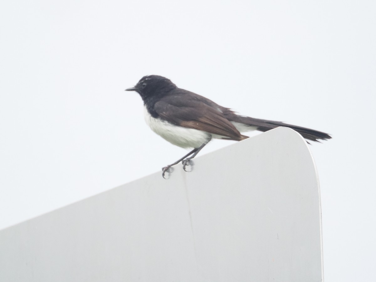 Willie-wagtail - ML628990807