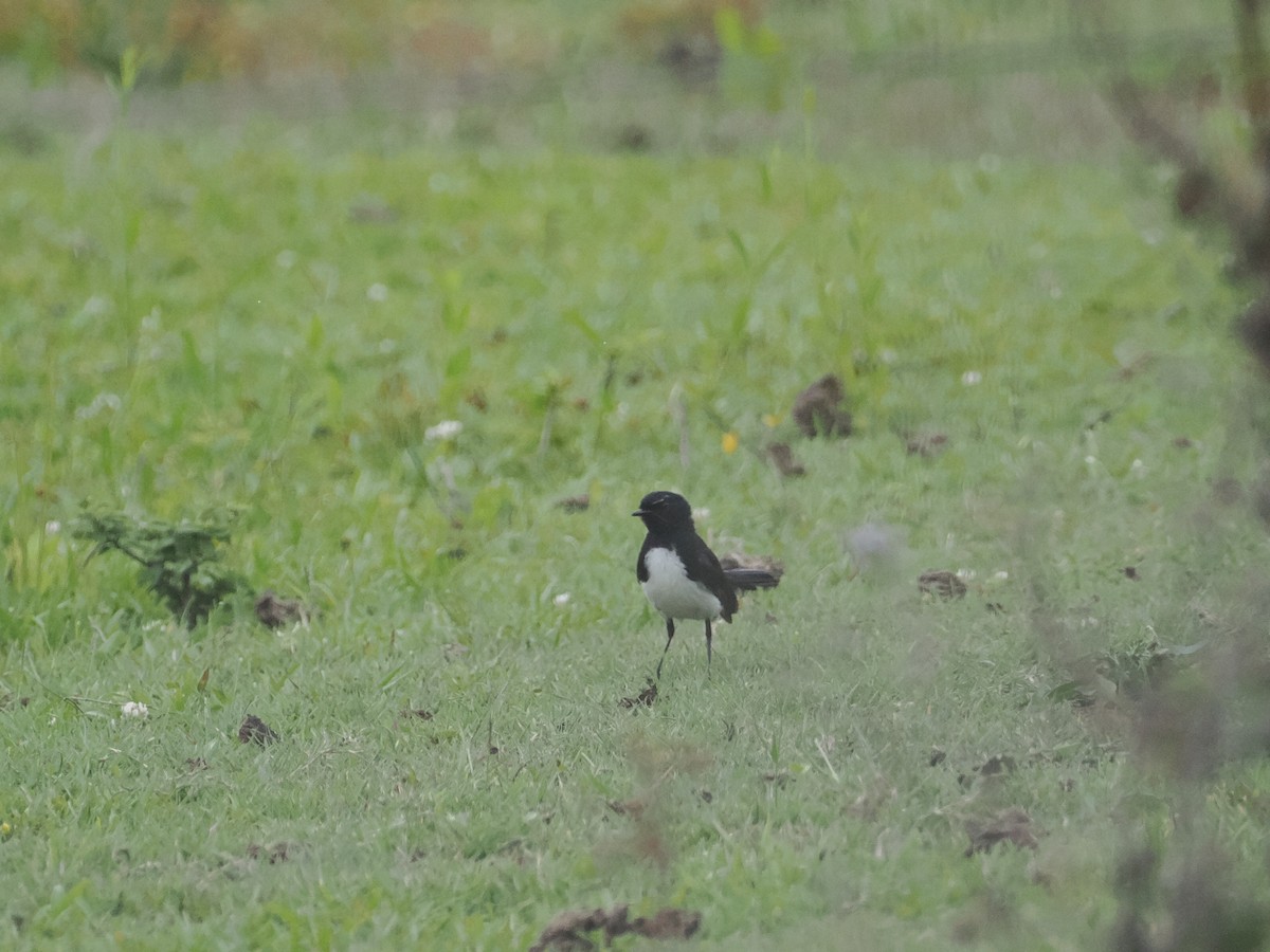 Willie-wagtail - ML628990808