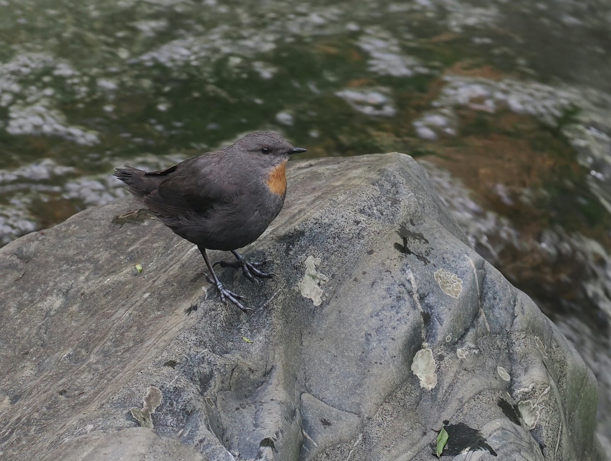 Rufous-throated Dipper - ML628990816