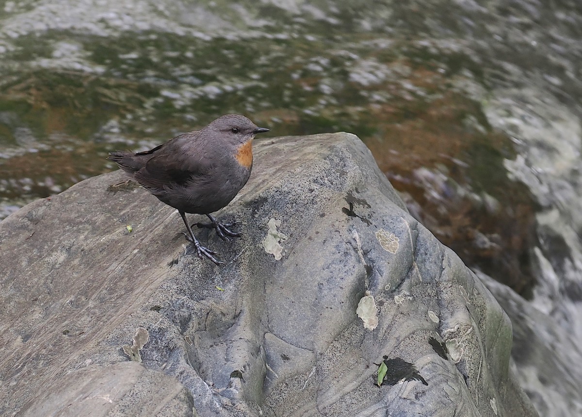 Rufous-throated Dipper - ML628990832