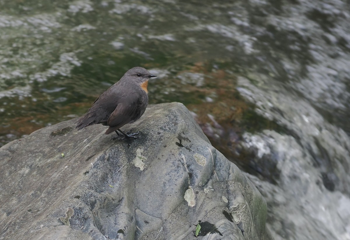 Rufous-throated Dipper - ML628990882