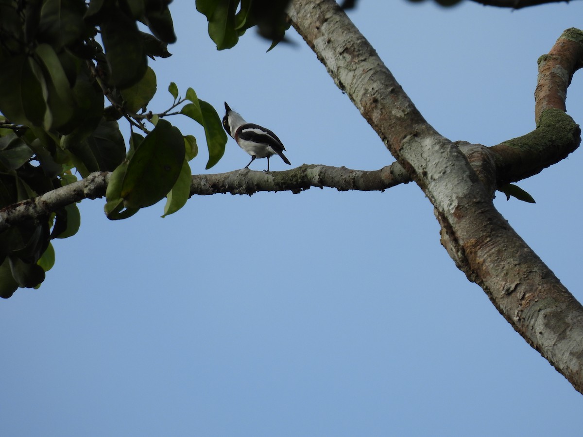 West African Batis - ML628990891