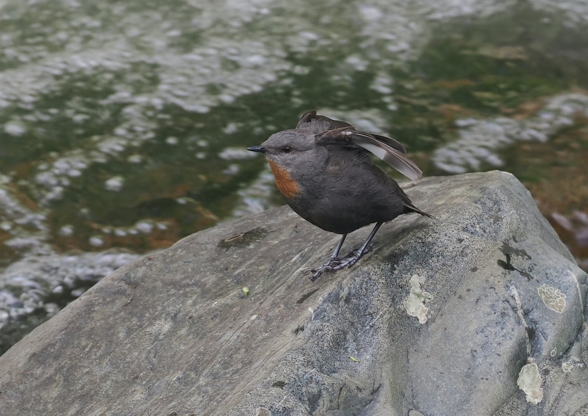 Rufous-throated Dipper - ML628990909