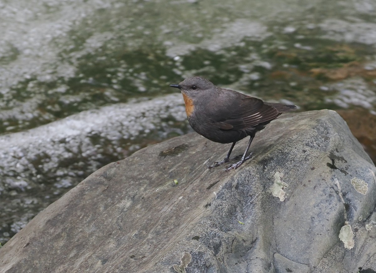 Rufous-throated Dipper - ML628990944