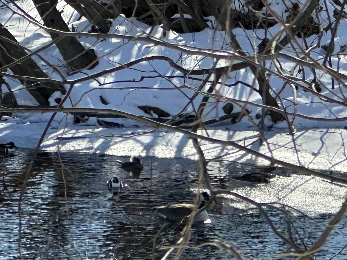 Hooded Merganser - ML628991091