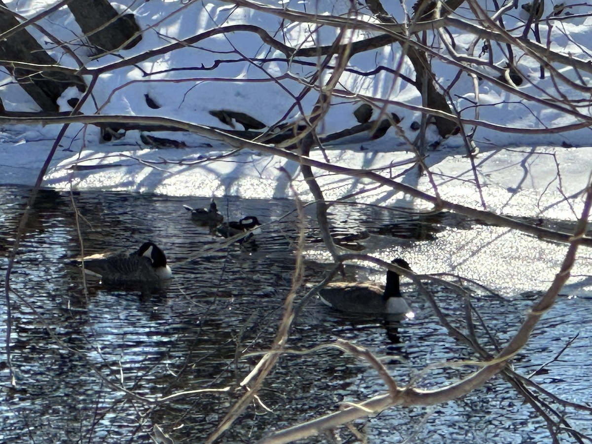 Hooded Merganser - ML628991092