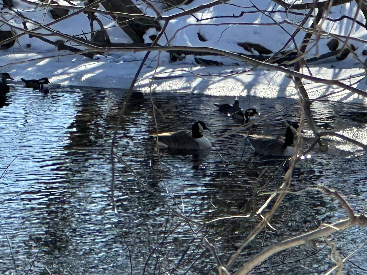 Hooded Merganser - ML628991093