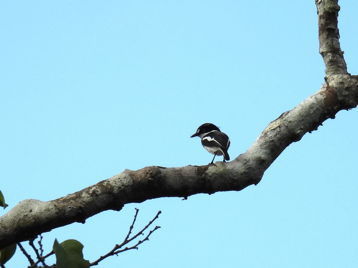 West African Batis - ML628991104