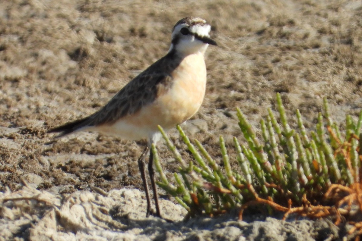 Kittlitz's Plover - ML628991160