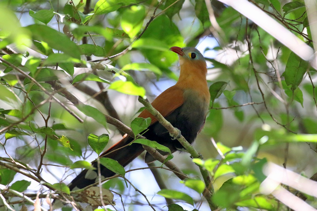 Black-bellied Cuckoo - Charley Hesse TROPICAL BIRDING