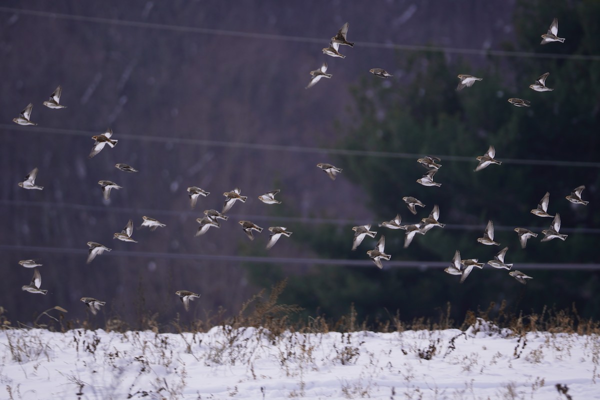 Snow Bunting - ML628991376