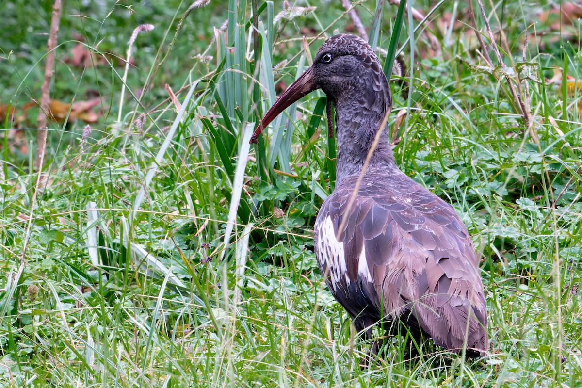 Wattled Ibis - ML628991543