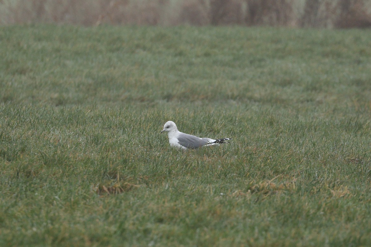 Goéland cendré - ML628991670
