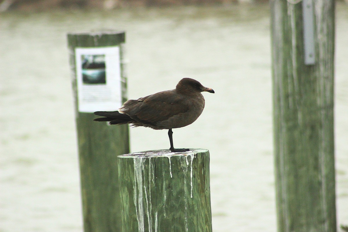 Heermann's Gull - ML628991746