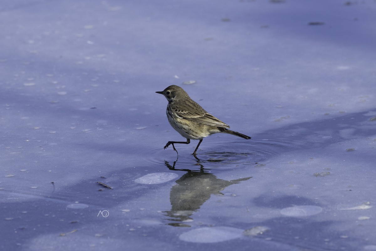 American Pipit - ML628991903