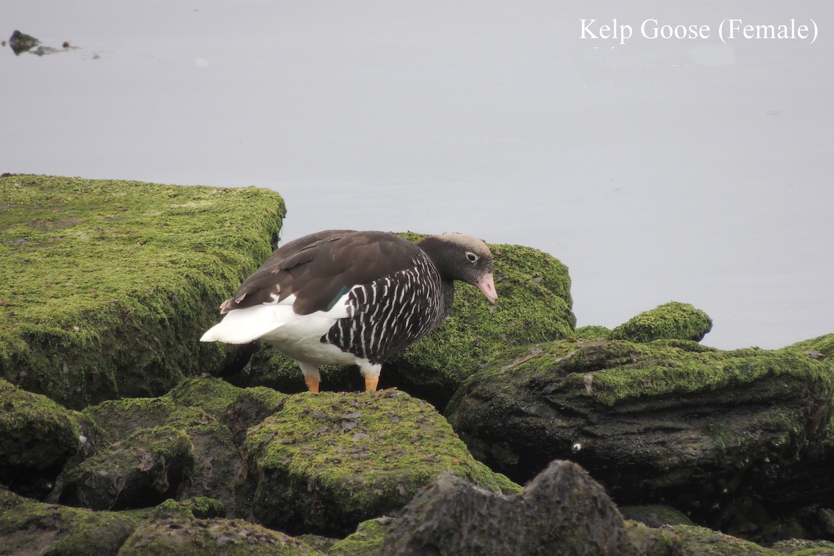 Kelp Goose - ML62899191